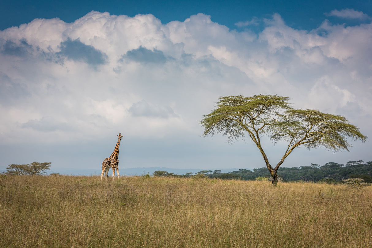"East Africa" Poster och Canvastavla