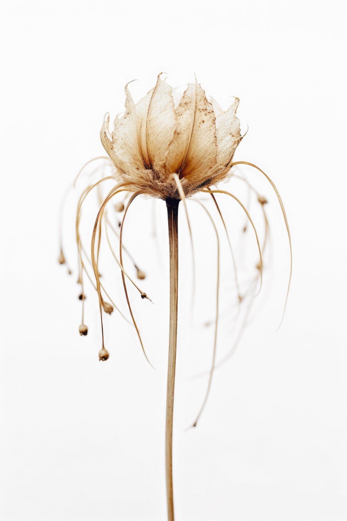 Tentacle Flower Poster och Canvastavla