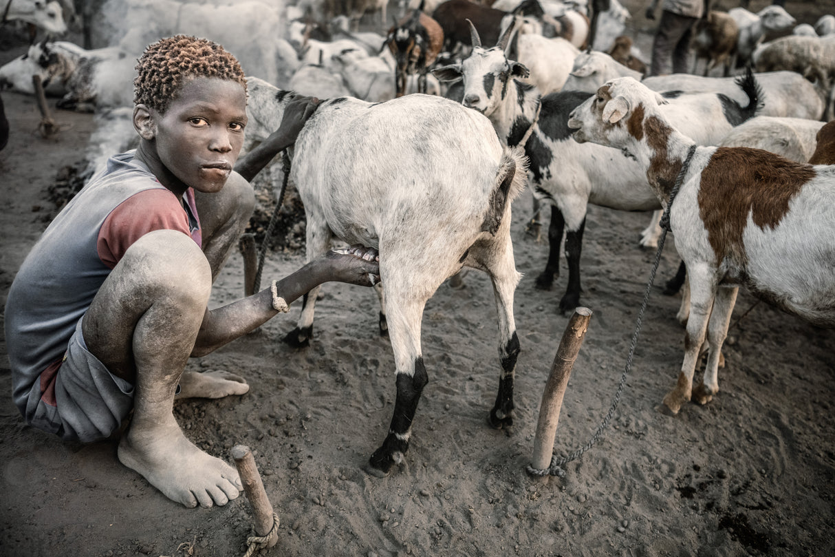 Milking my goats Poster och Canvastavla