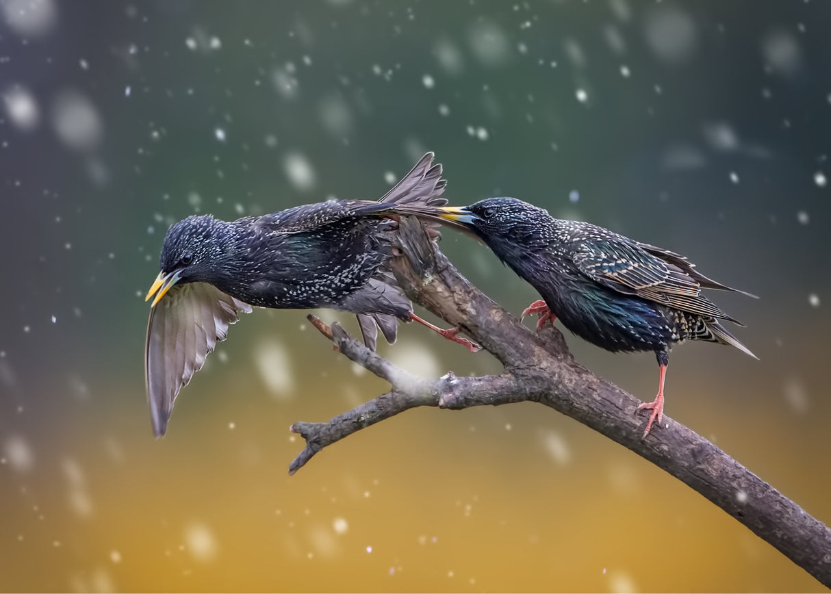 European Starling-1 Poster och Canvastavla