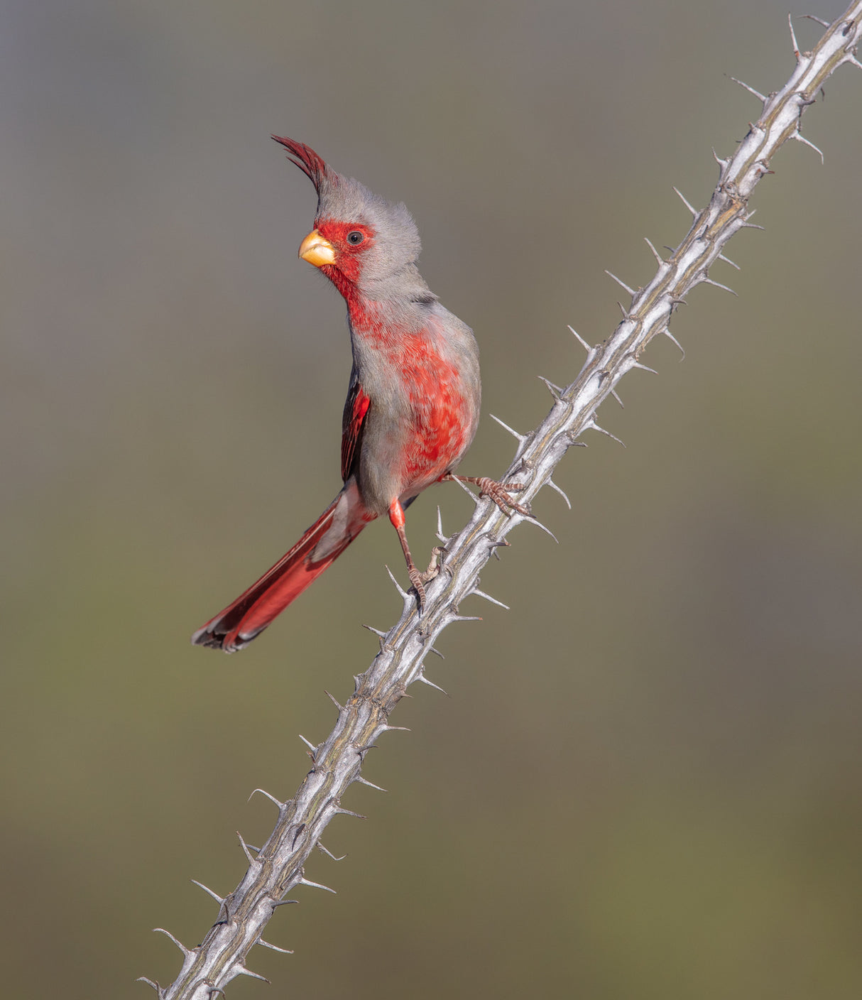 Prickly Bird Poster och Canvastavla