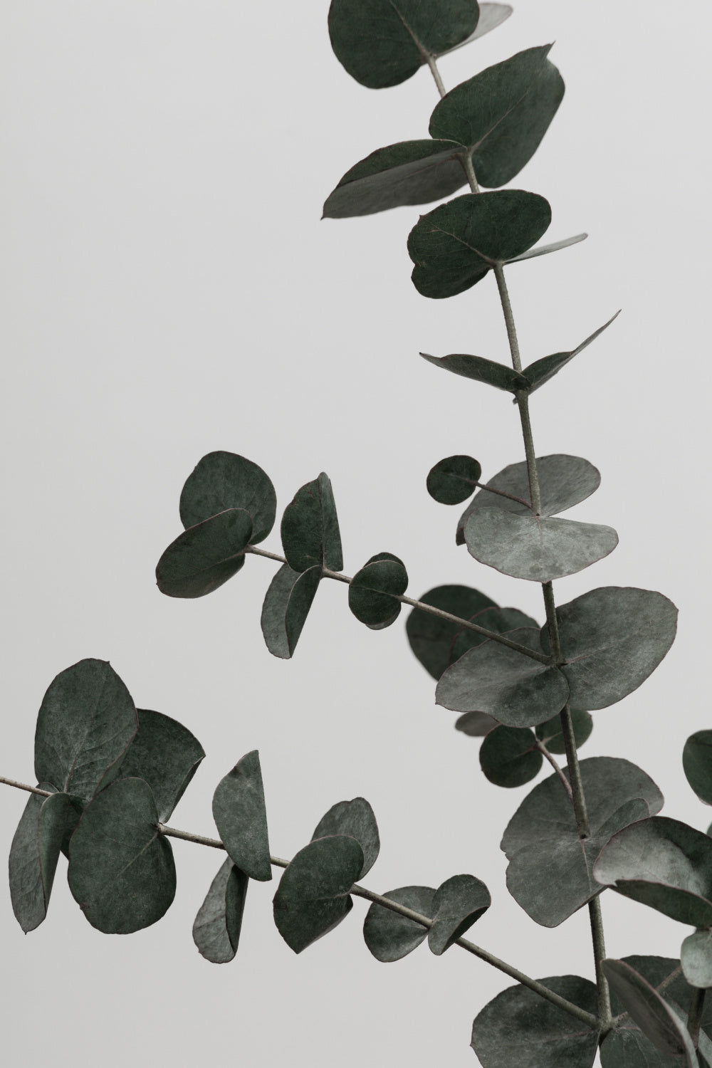 Eucalyptus Natural 05 Poster och Canvastavla