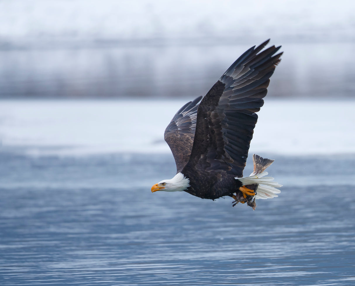 Bald Eagle Poster och Canvastavla