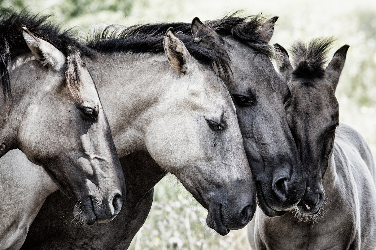 Four Konik Horses Poster och Canvastavla