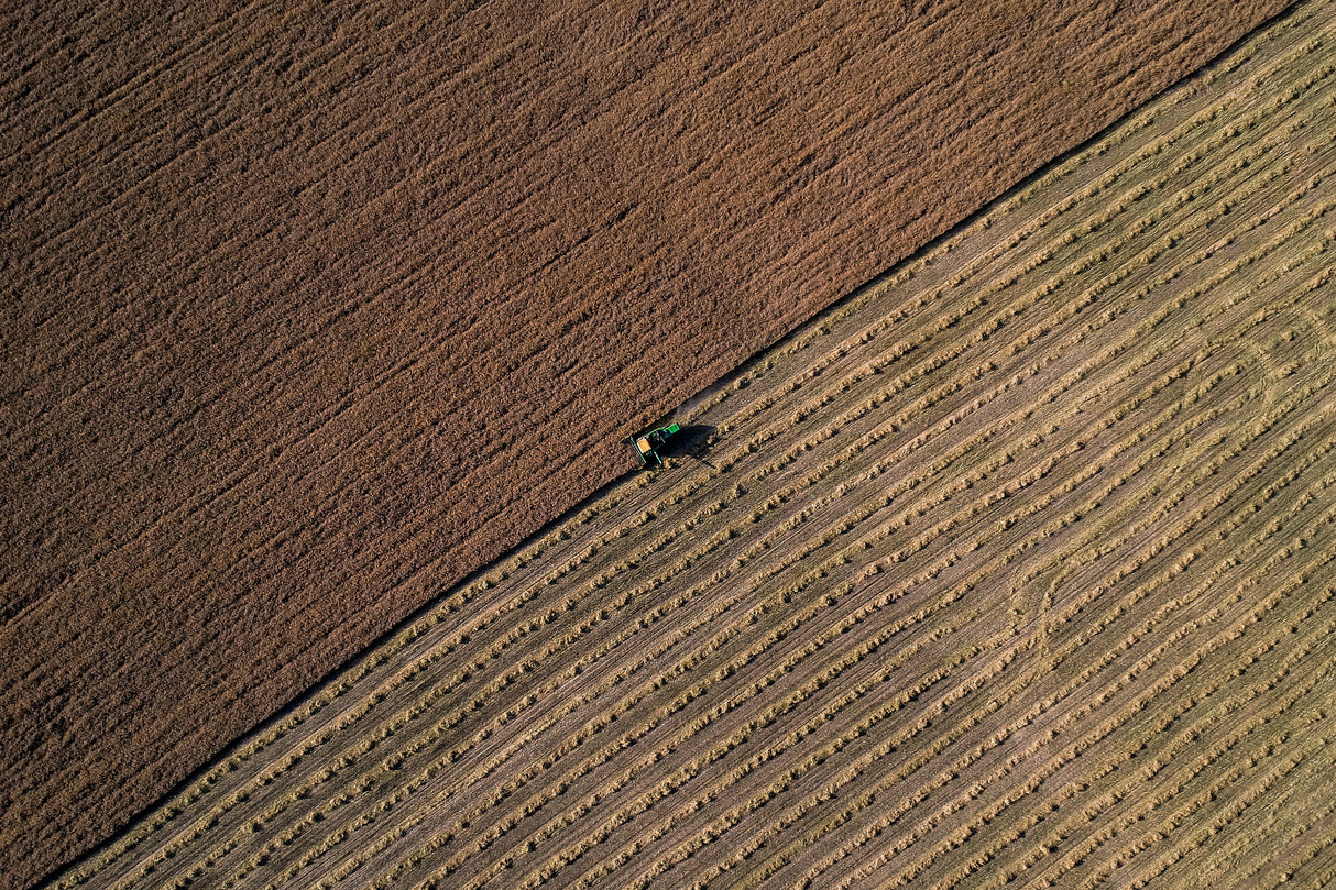 harvest Poster och Canvastavla