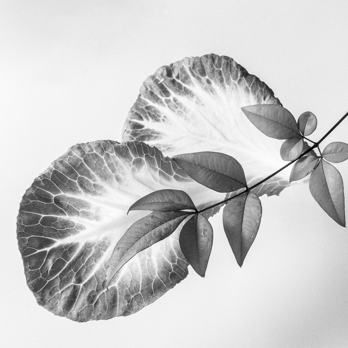 Leaves and a sprig Poster och Canvastavla