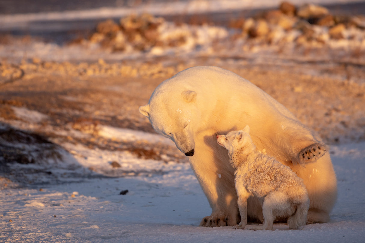 Dancing With The Bear Poster och Canvastavla