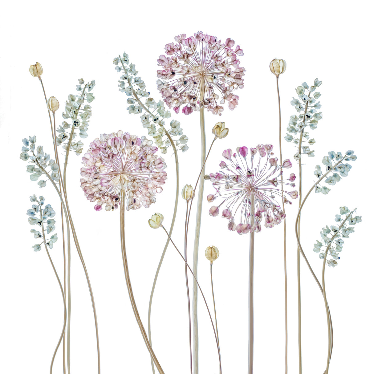 Allium Poster och Canvastavla