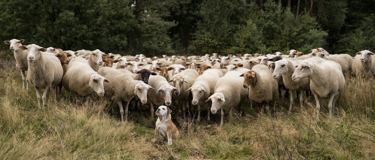 Think big! Poster och Canvastavla