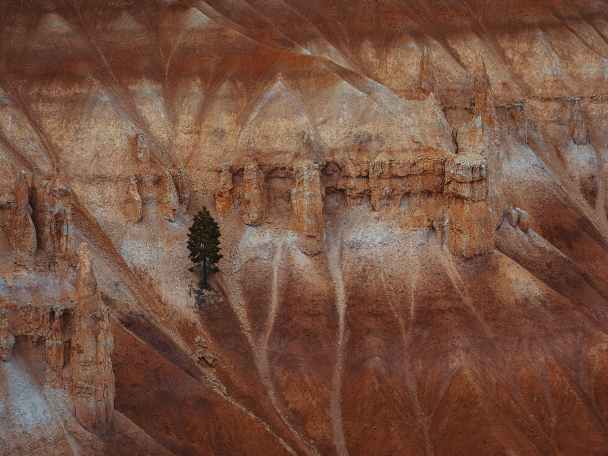 A pine tree on the steep cliff Poster och Canvastavla