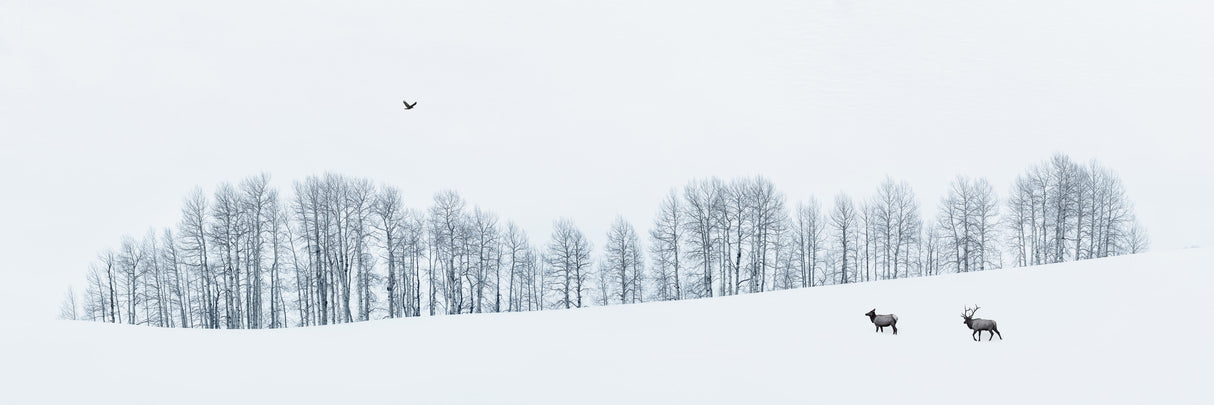 Winter Wonderland Poster och Canvastavla