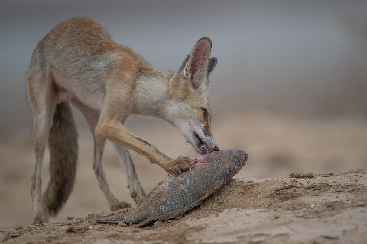 Arabian red fox Poster och Canvastavla