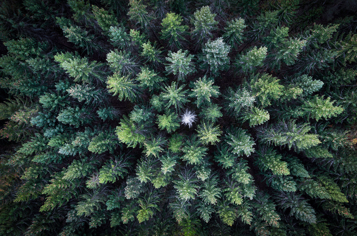 Dead tree surrounded by alive trees, drone photo. Poster och Canvastavla