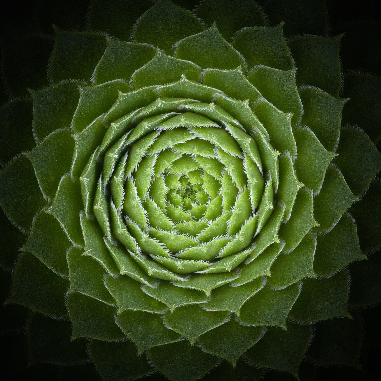 Succulent Poster och Canvastavla
