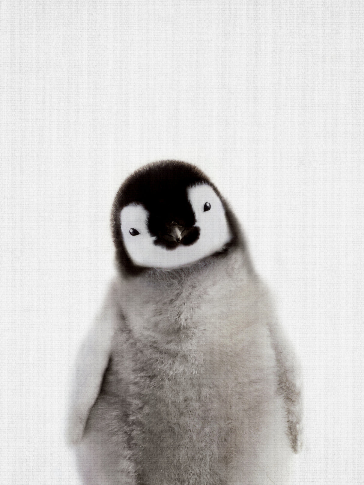 Peekaboo Baby Penguin Poster och Canvastavla