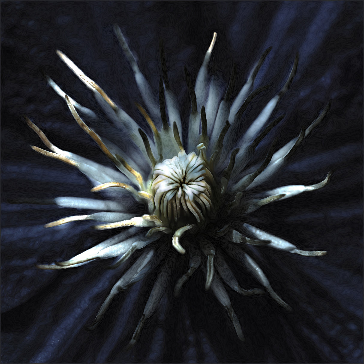 Seduction act Poster och Canvastavla