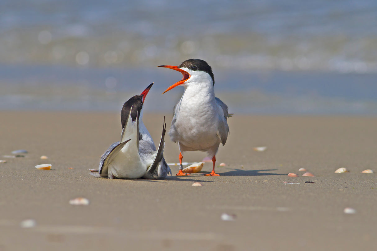 Sterna hirundo Poster och Canvastavla