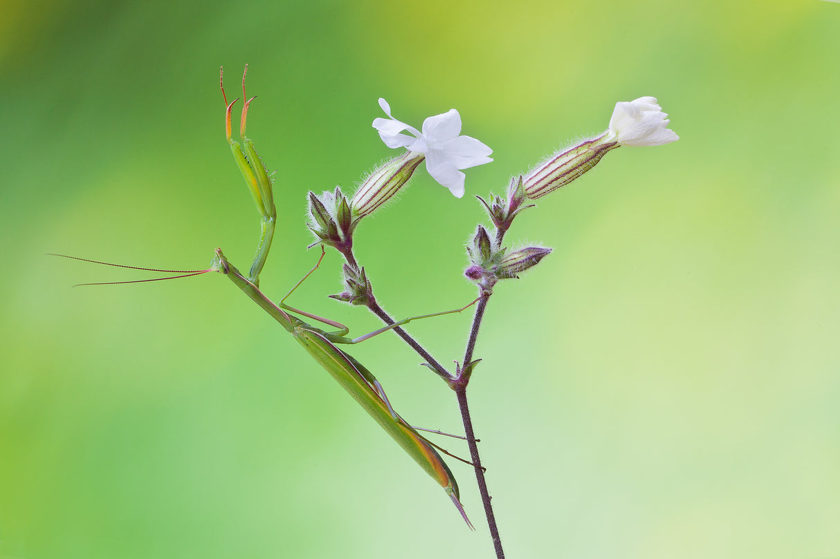 Praying mantis Poster och Canvastavla