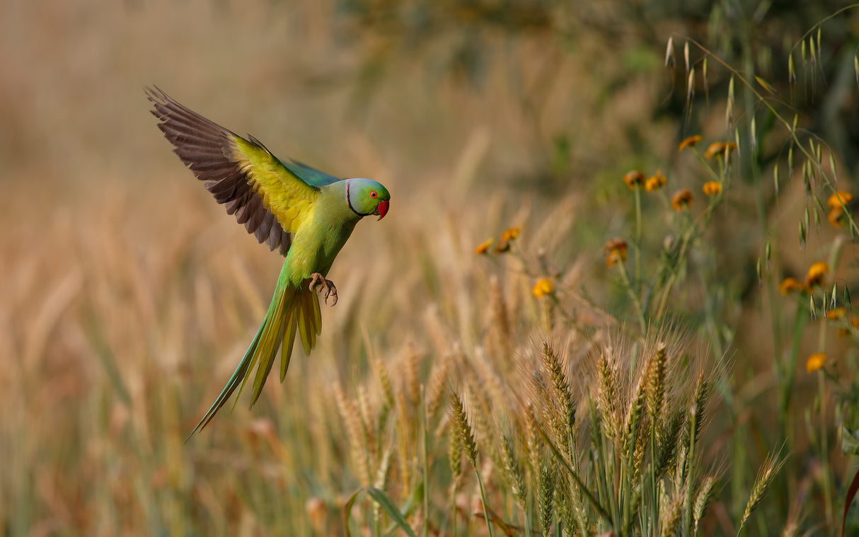 Rose ring Parakeet Poster och Canvastavla