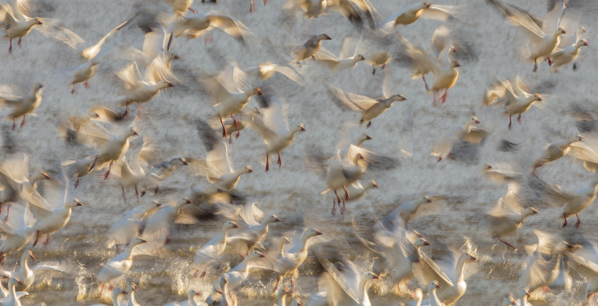 Rush to Take off Poster och Canvastavla
