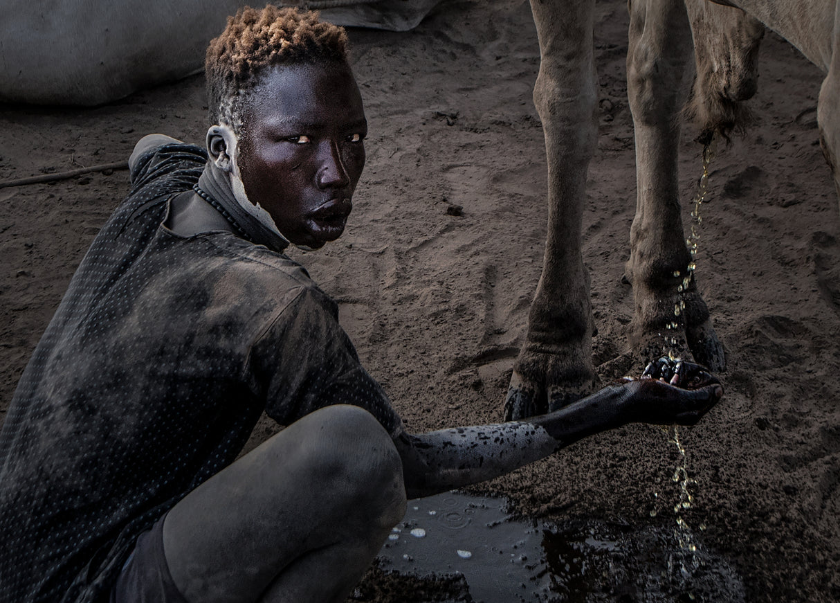 Cleaning his face with cow urine Poster och Canvastavla