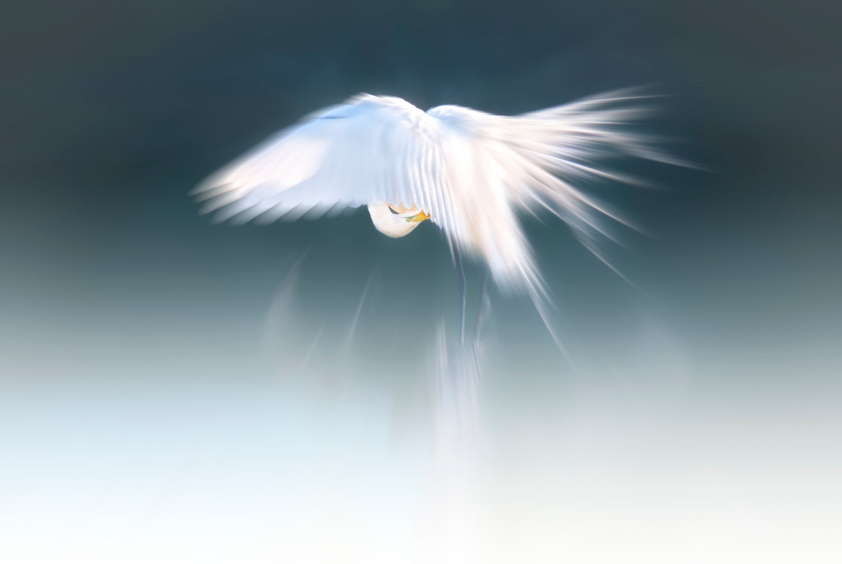 White angel Poster och Canvastavla