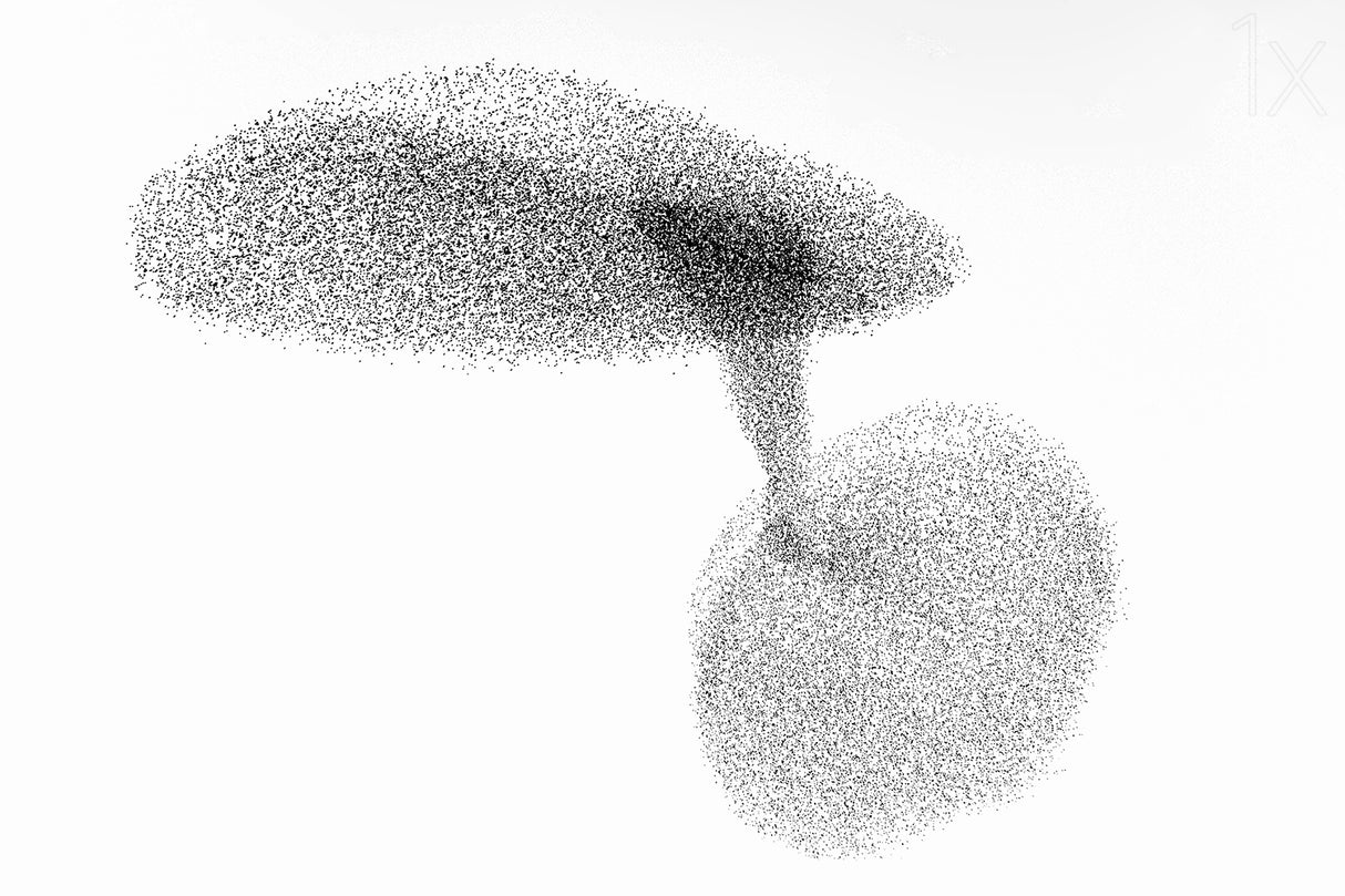 Starlings dance Poster och Canvastavla