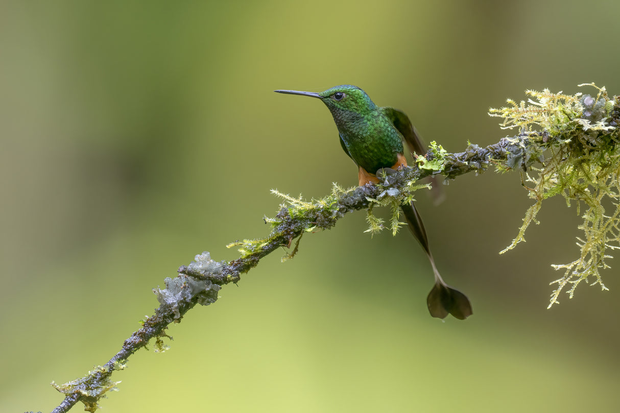 Booted Raquet_Tail Hummingbird Poster och Canvastavla