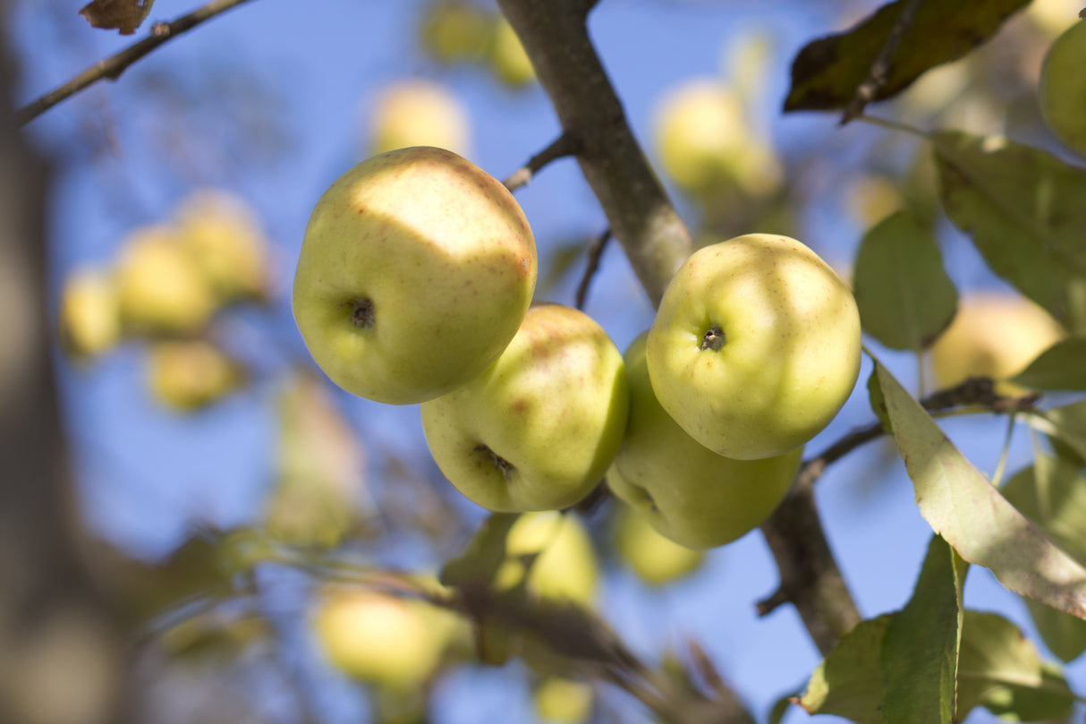 Fruitful Poster och Canvastavla