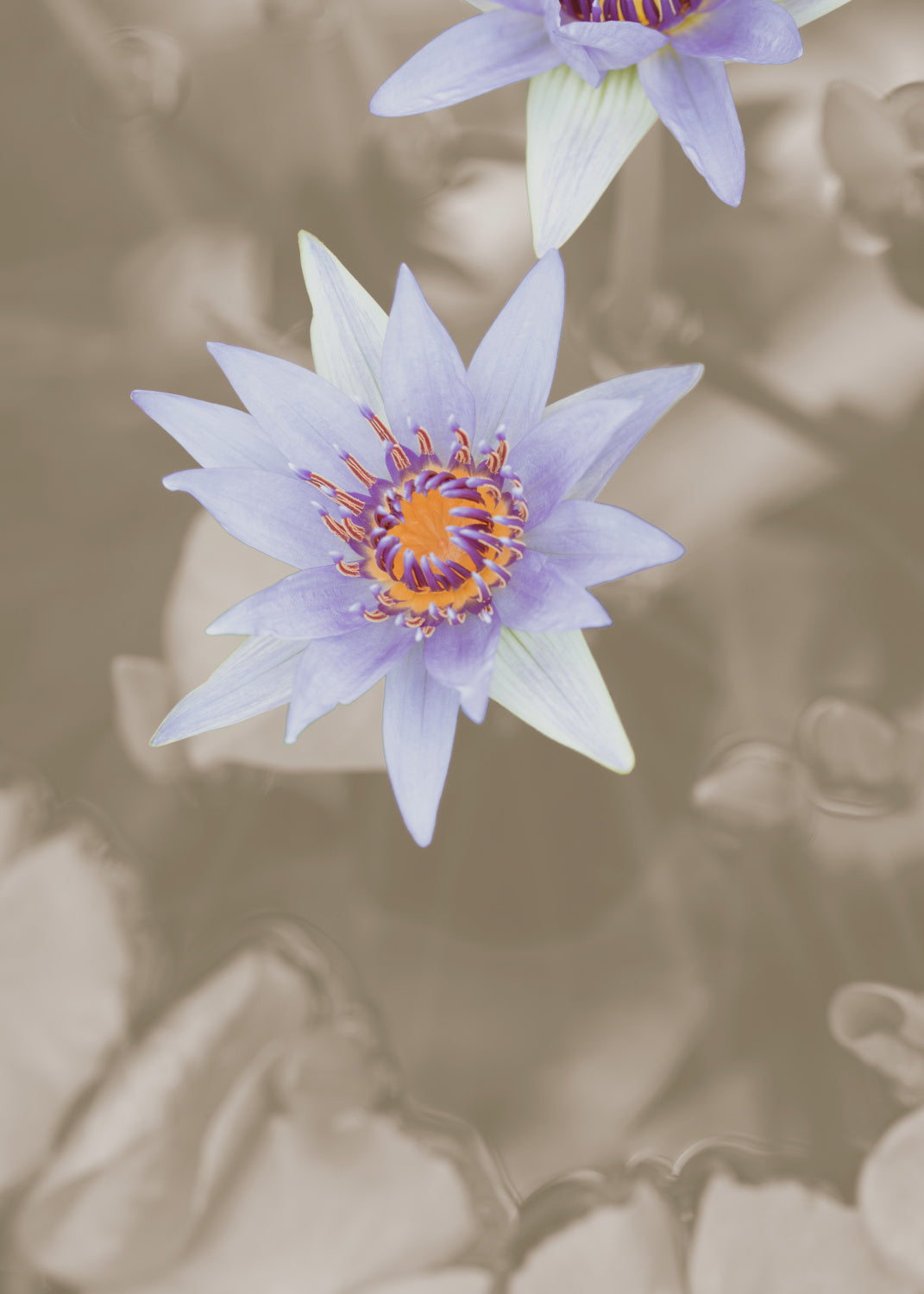 Purple Flower Poster och Canvastavla