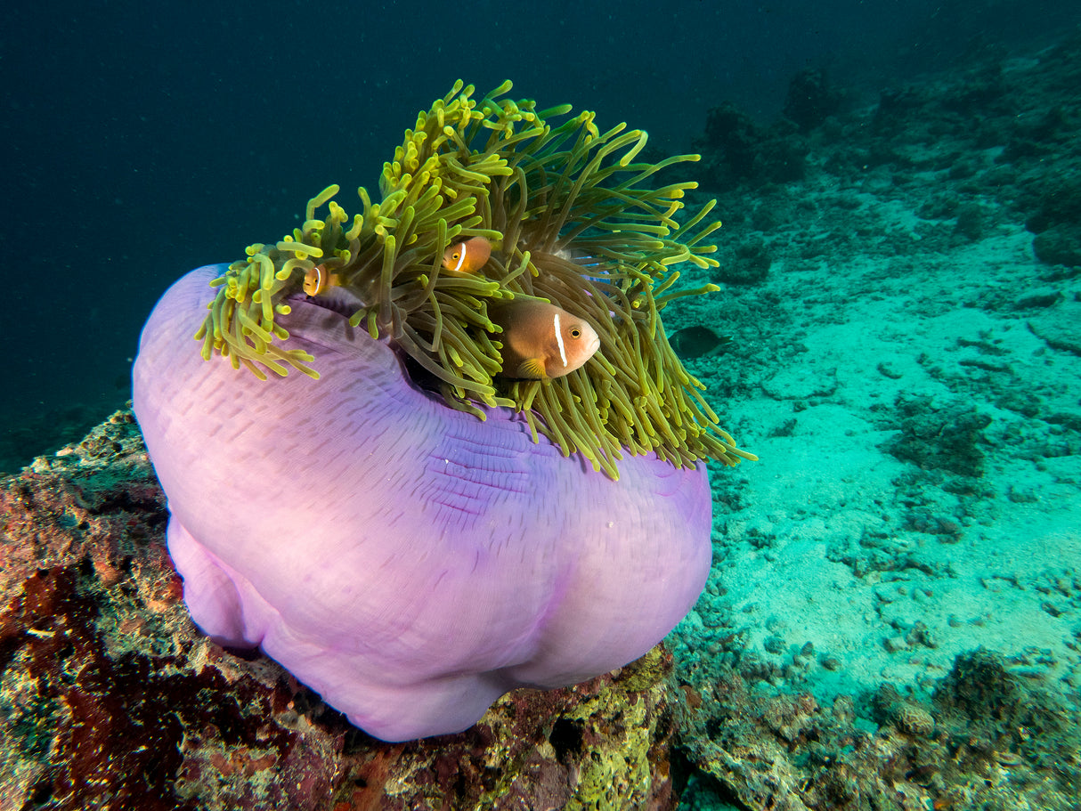 Purple Anemone Poster och Canvastavla