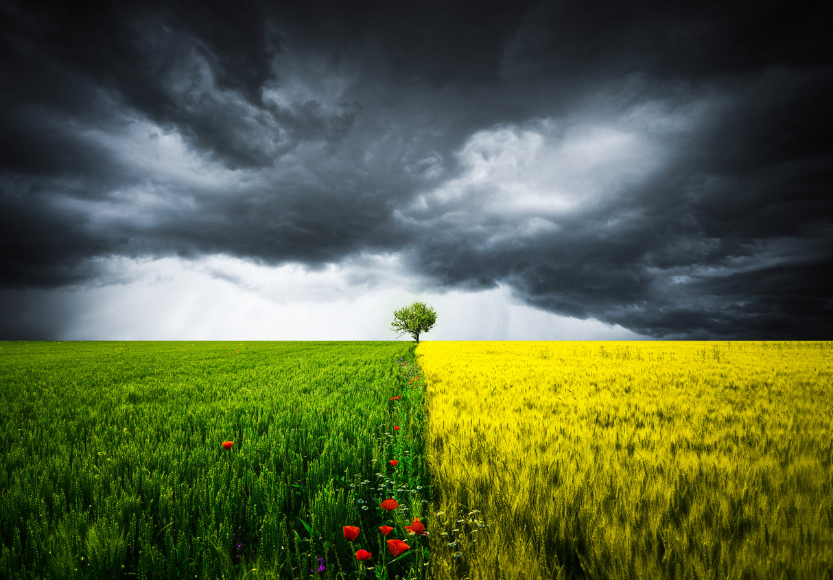 Lone tree Poster och Canvastavla