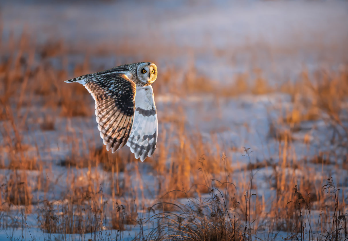 Short-eared Owl Poster och Canvastavla