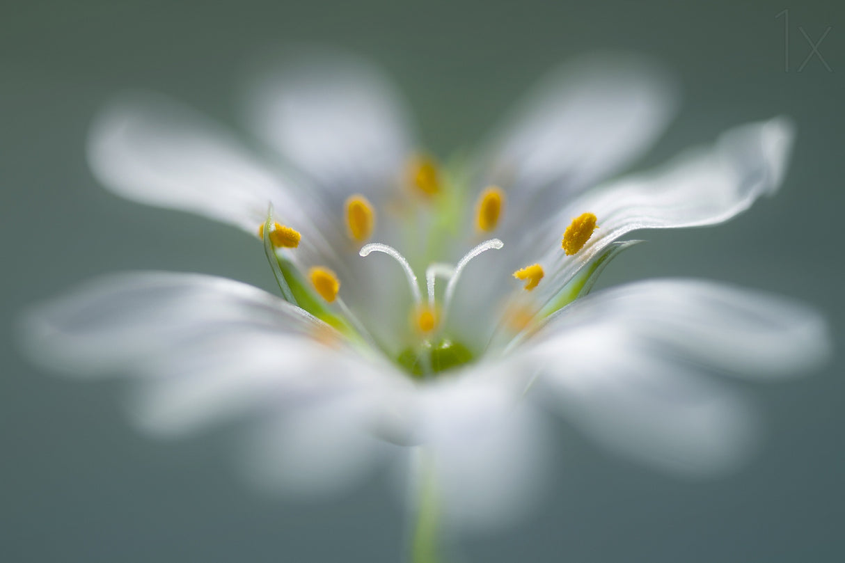 Stitchwort Poster och Canvastavla