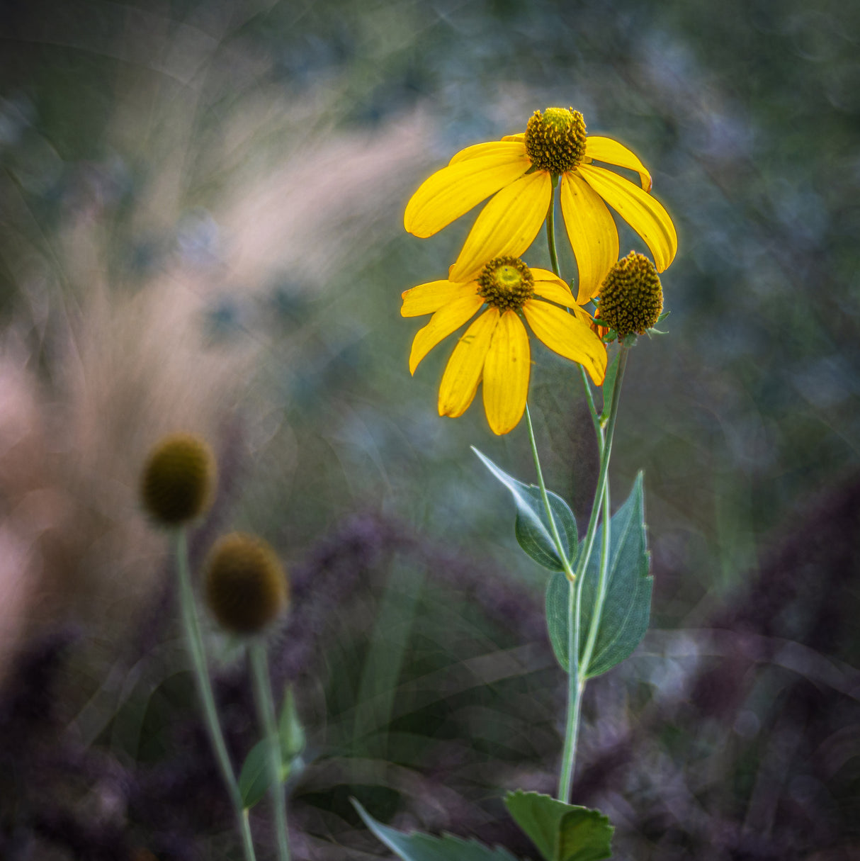 The end of a flower Poster och Canvastavla