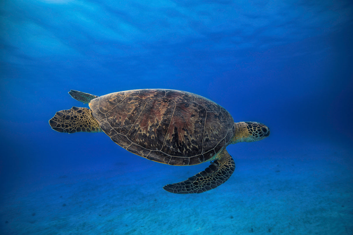 Green turtle in the blue Poster och Canvastavla