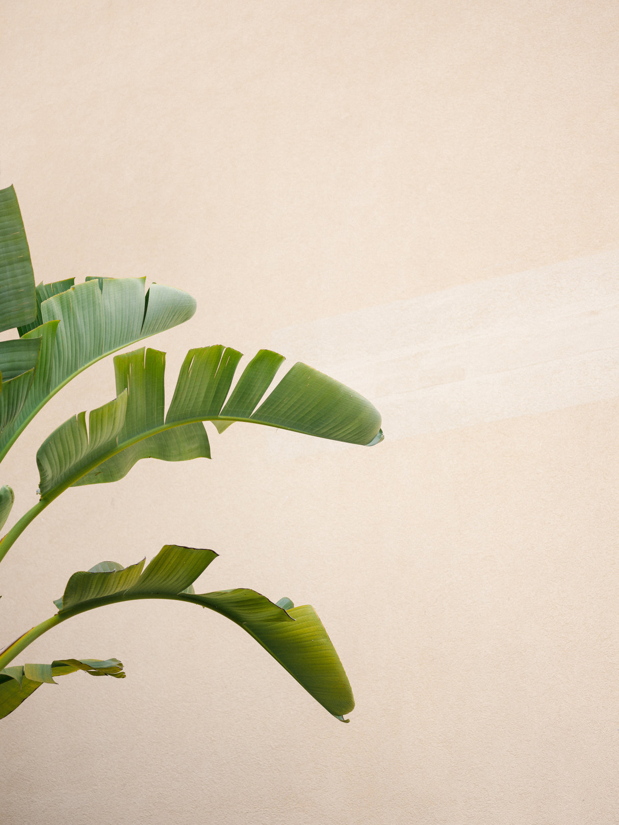 Cannes Banana Plant Poster och Canvastavla