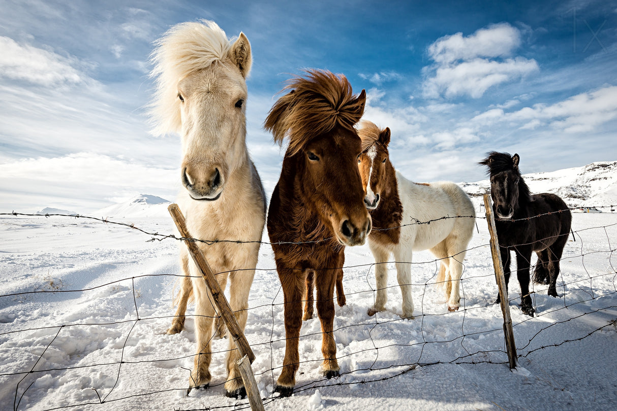 Icelandic Hair Style Poster och Canvastavla