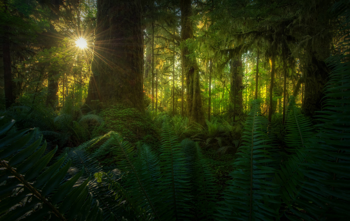 Rainforest Poster och Canvastavla