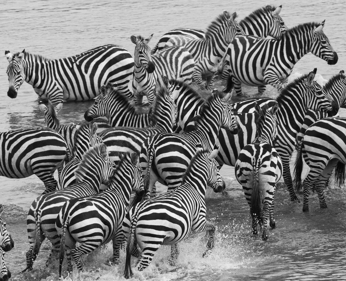 Zebra crossing Poster och Canvastavla