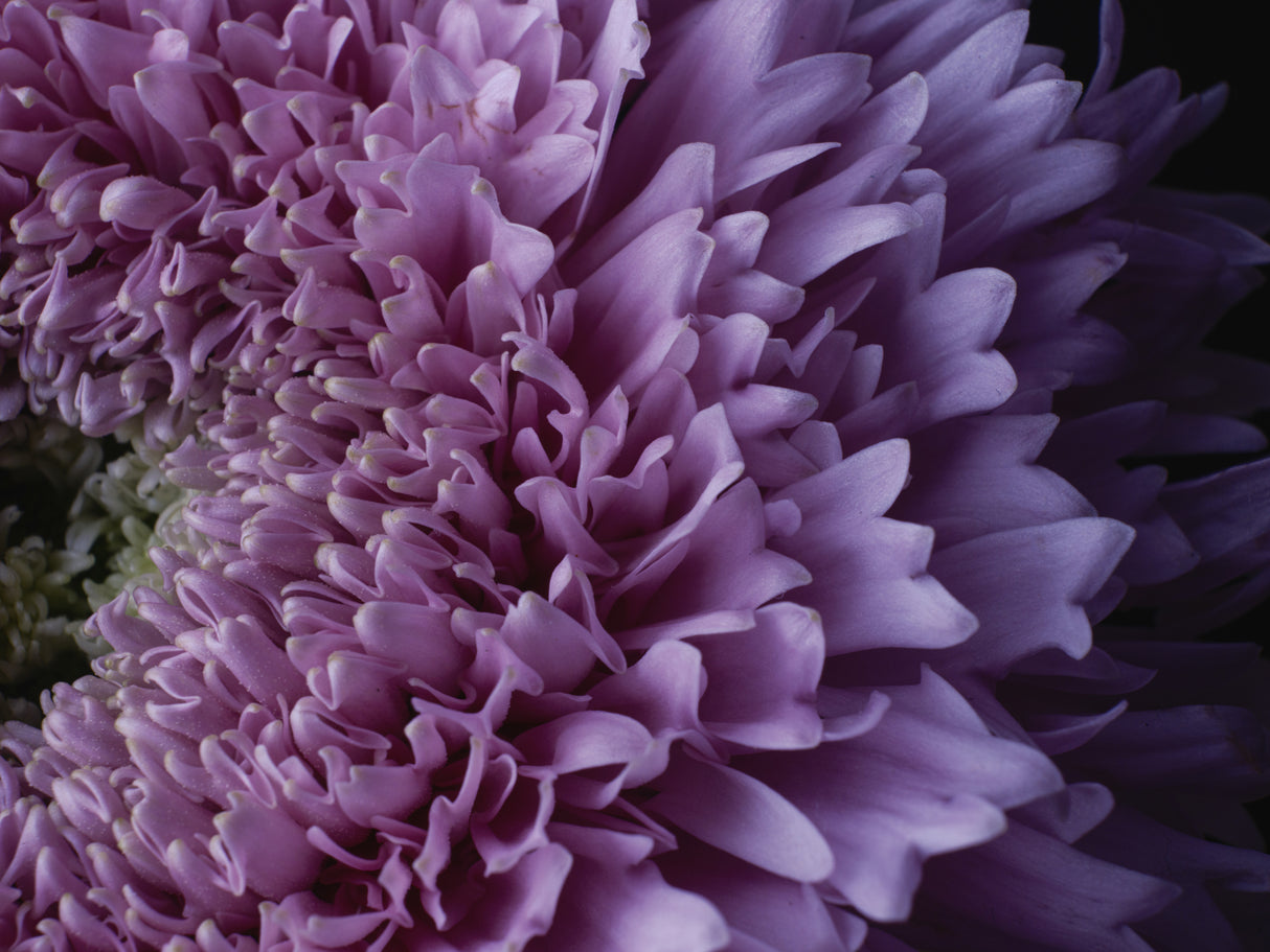 beautiful pink flower Poster och Canvastavla