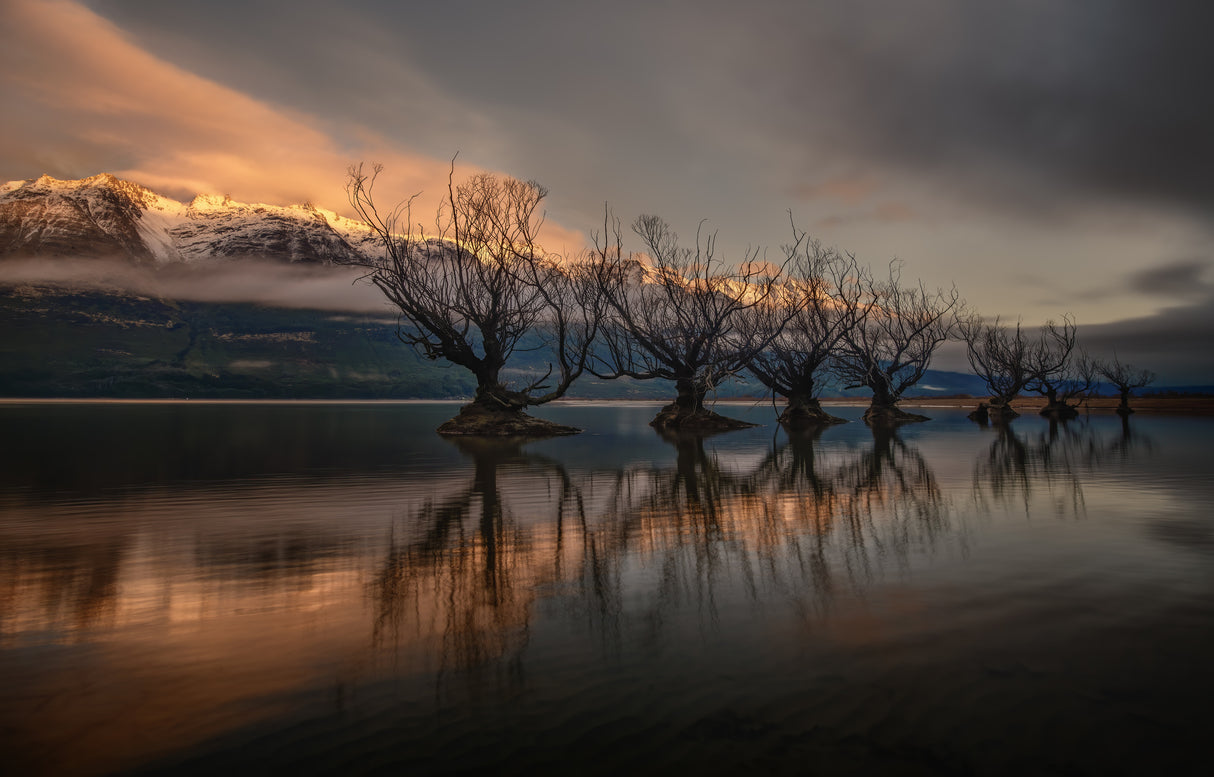 The Glenorchy Willow Trees Poster och Canvastavla