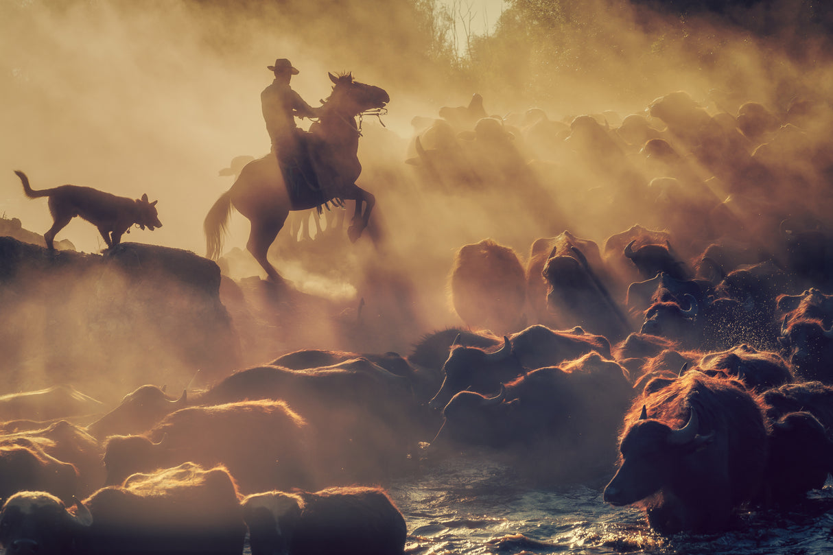 The buffalo shepherd Poster och Canvastavla