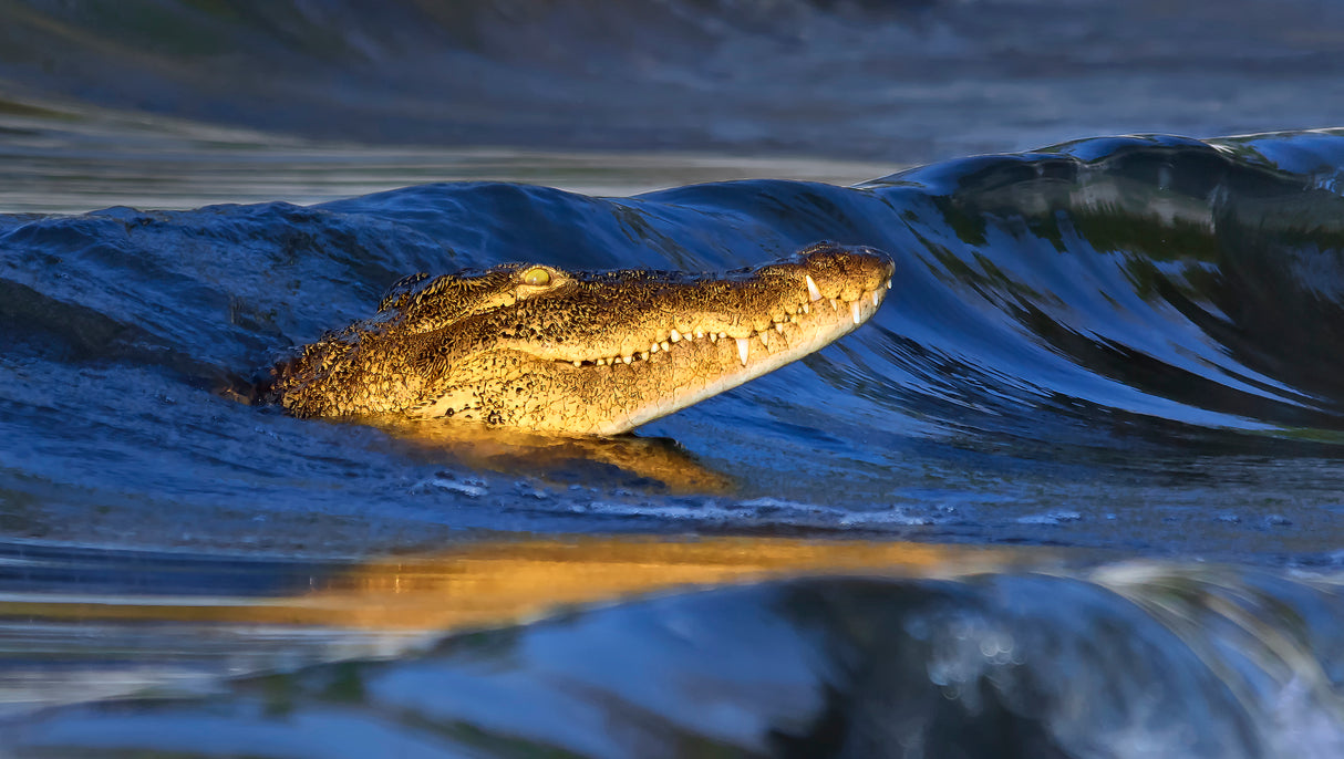 Crocodile Surfing in Sunset Poster och Canvastavla