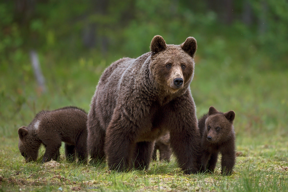 The family of the wood Poster och Canvastavla