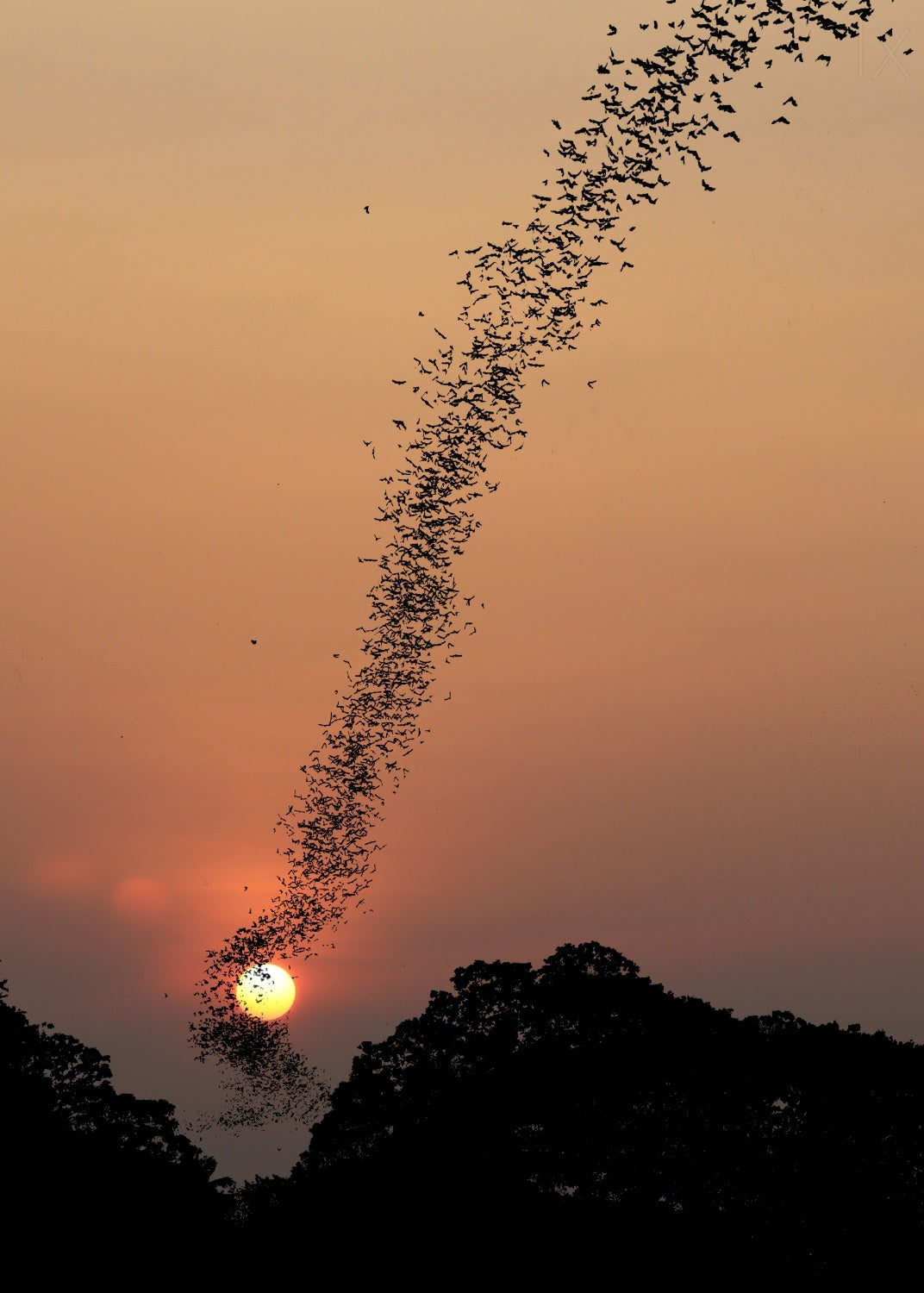 Bat swarm at sunset Poster och Canvastavla