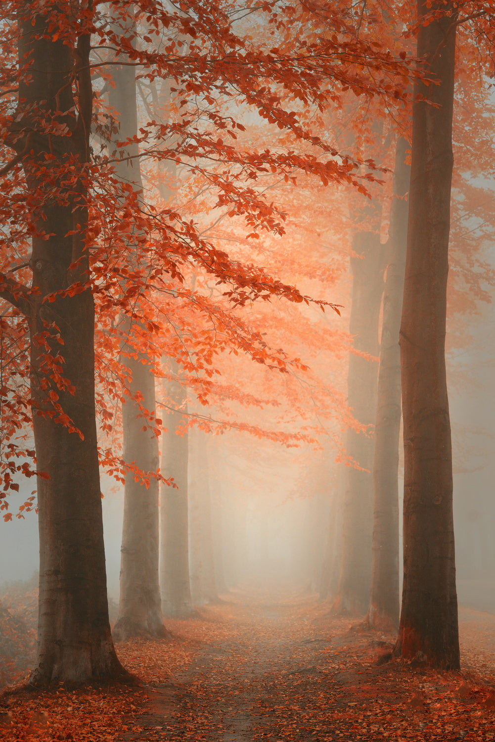 Autumn Dream Poster och Canvastavla