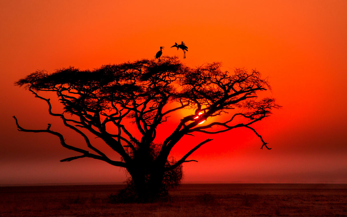 Africa sunset Poster och Canvastavla