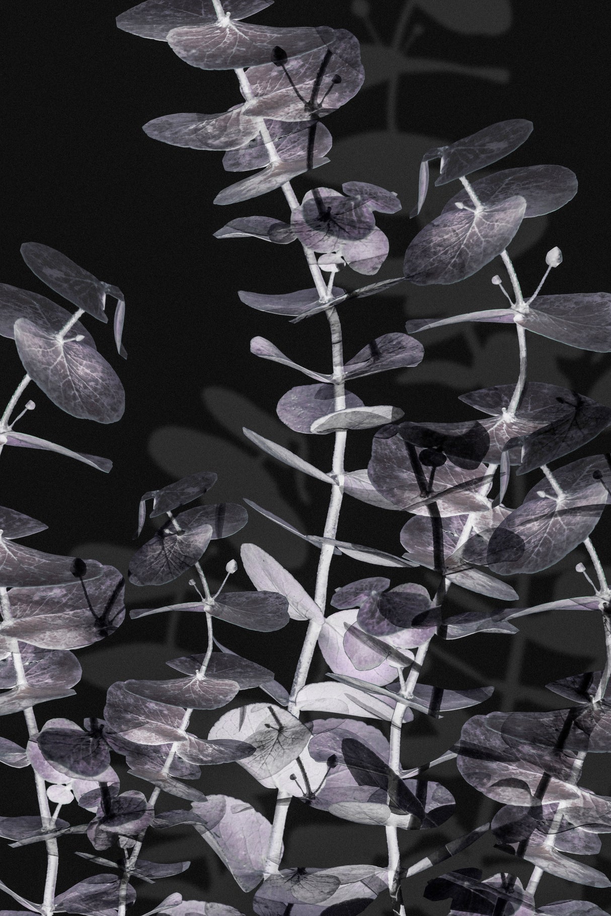 Eucalyptus_Negative_002 Poster och Canvastavla