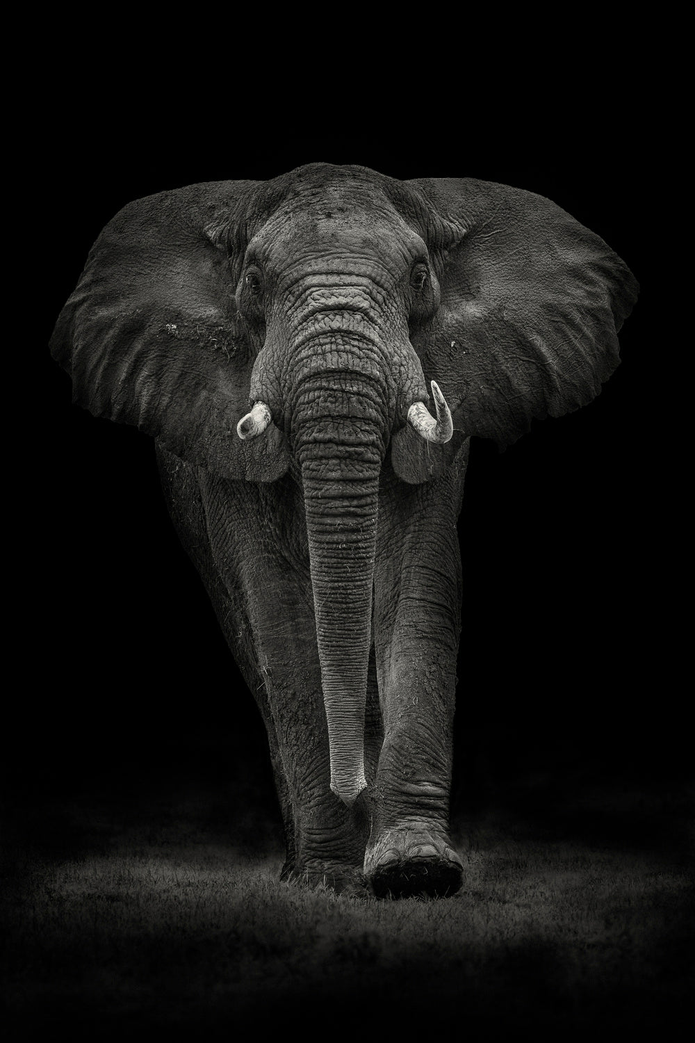 Ngorongoro Bull Poster och Canvastavla